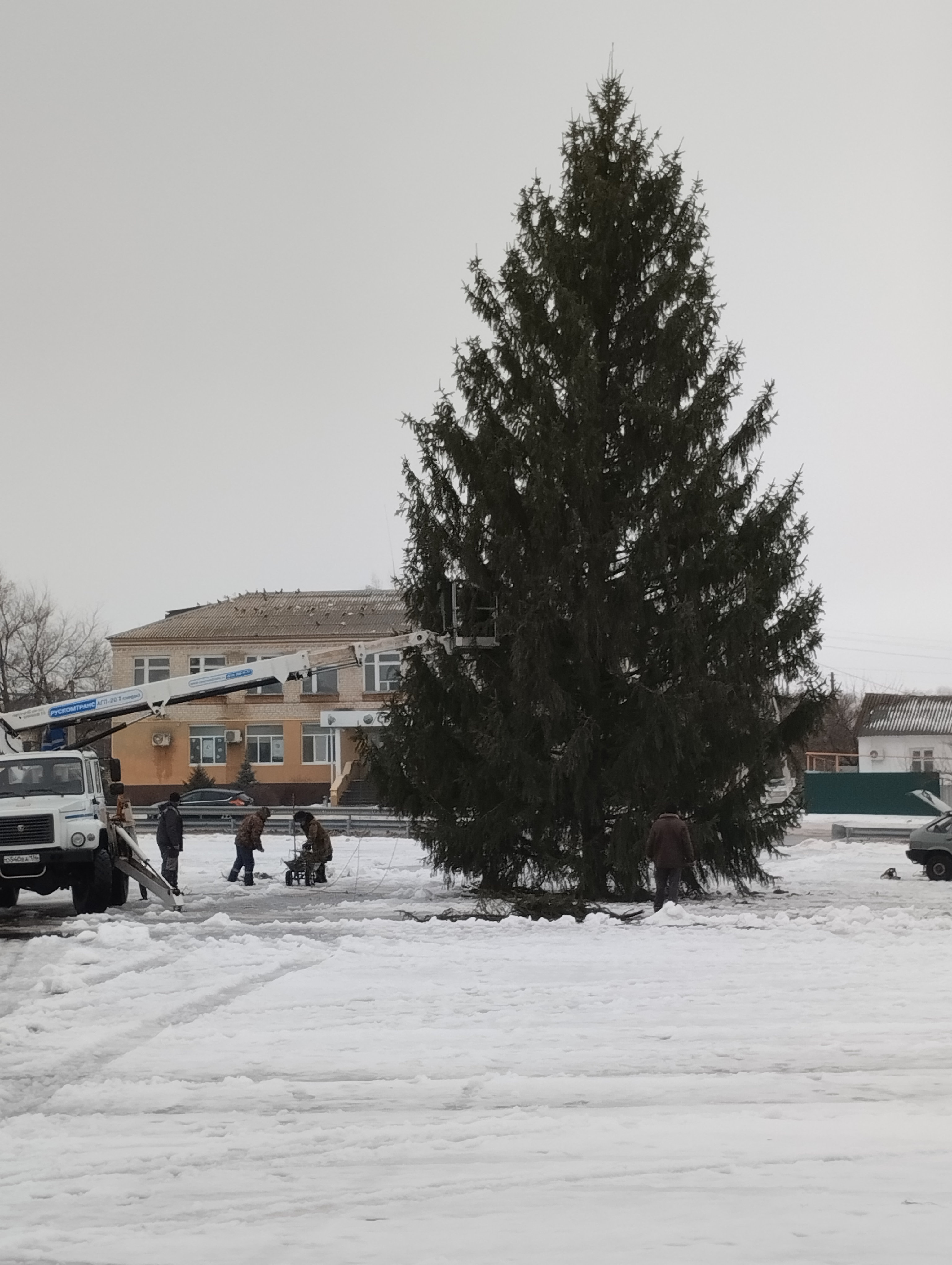 Петропавловка. На площади райцентра установили новогоднюю ель.